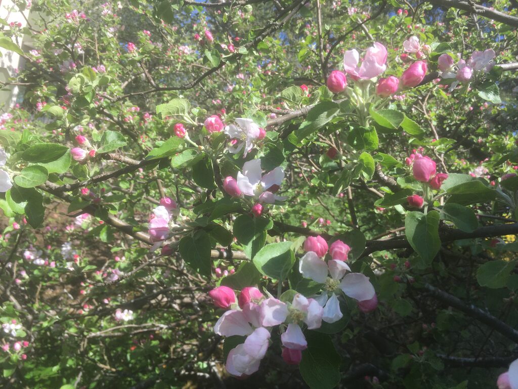 Lägenhetsbyte - Badstrandsvägen 14