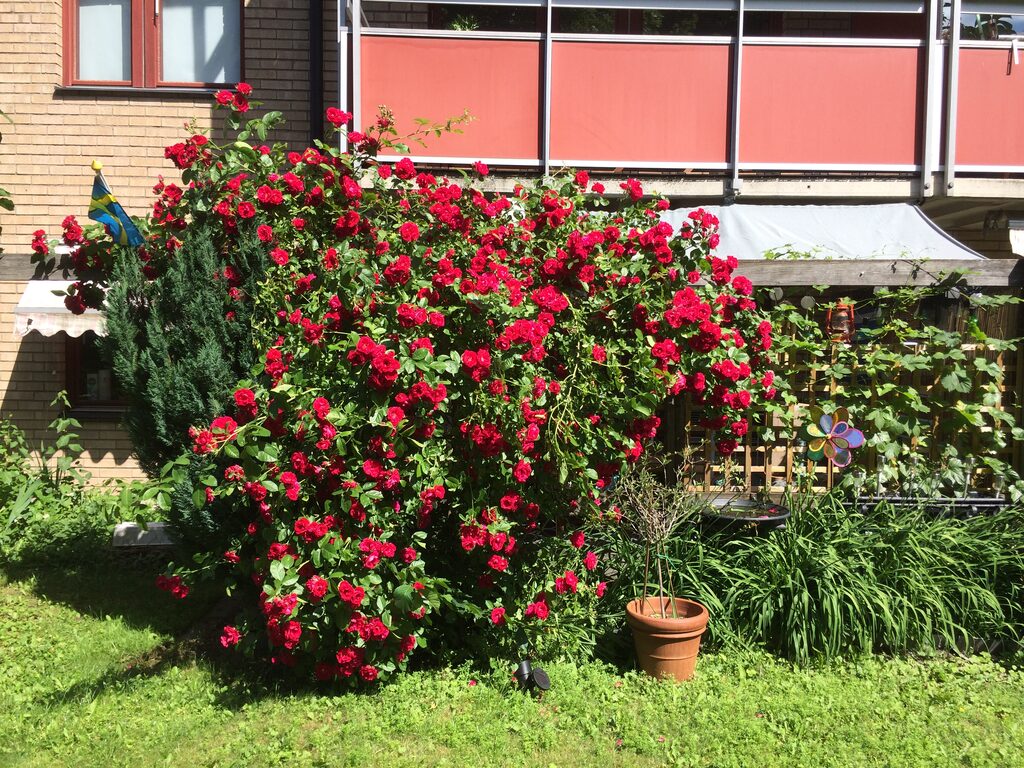 Lägenhetsbyte - Repslagargatan 1B