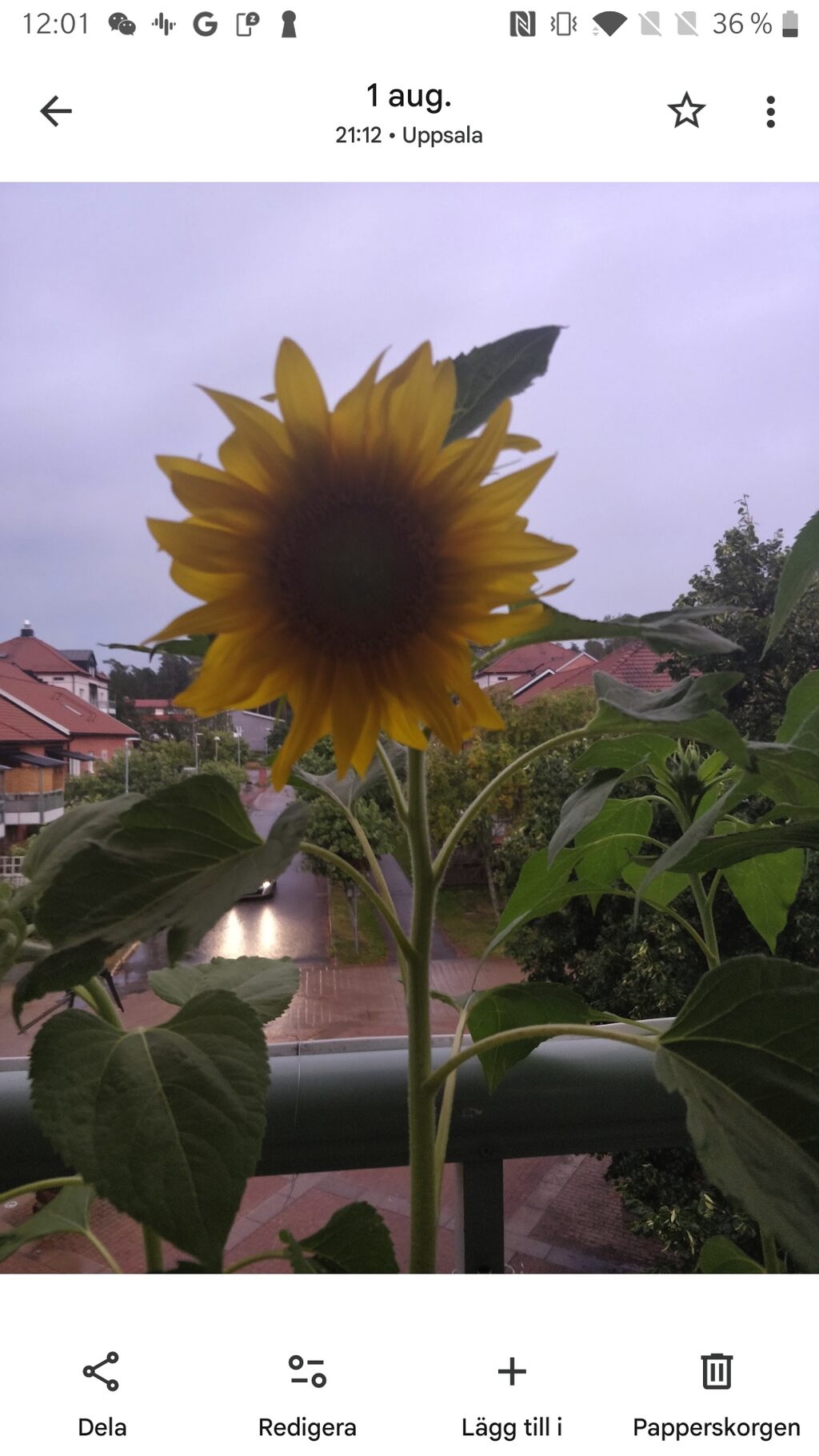 Lägenhetsbyte - Gotlandsresan 38