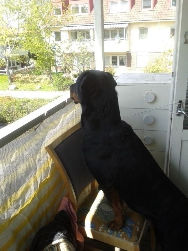 Lägenhetsbyte - Takpannevägen 225