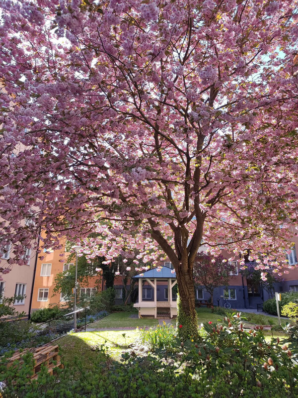 Lägenhetsbyte - Baltzar von Platens gata 13