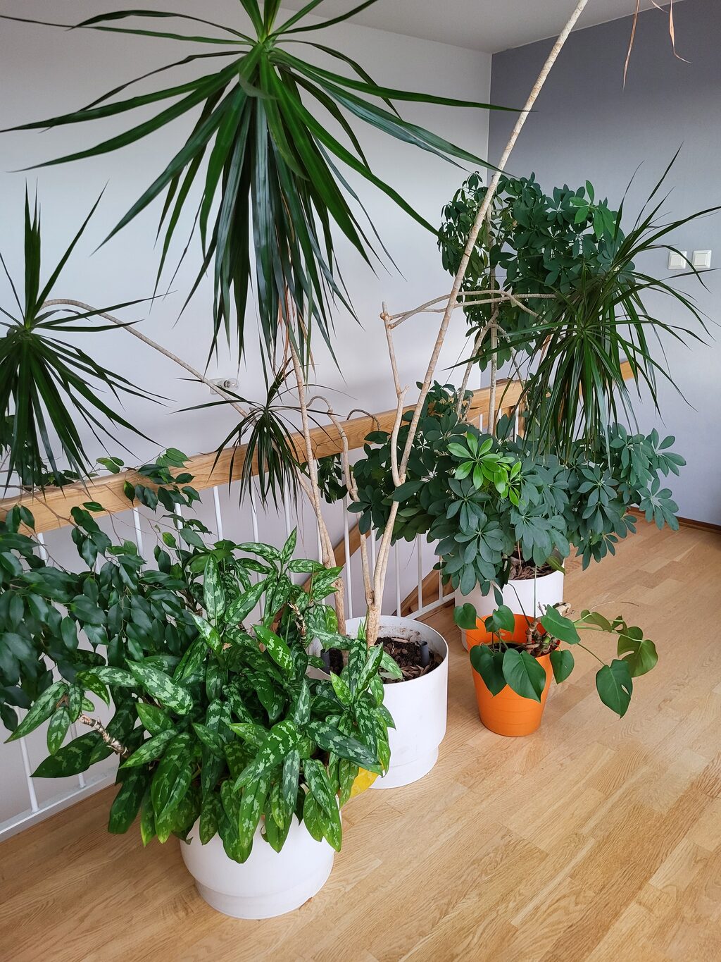 Lägenhetsbyte - Ankdammsgatan 20