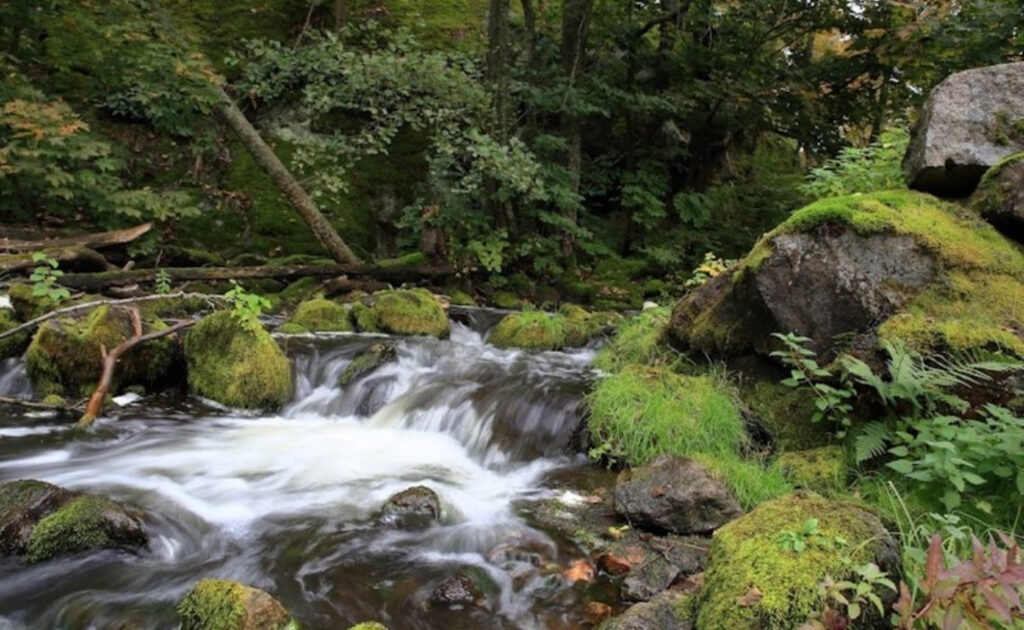 Lägenhetsbyte - Björnmossegången 31