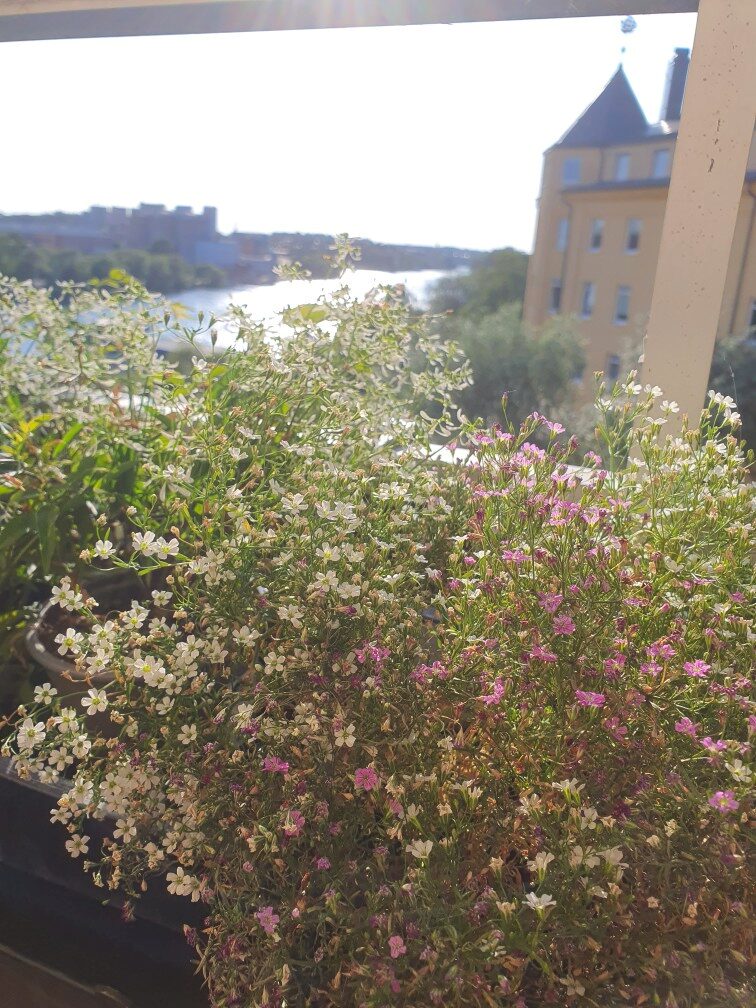 Lägenhetsbyte - Hornsgatan 153