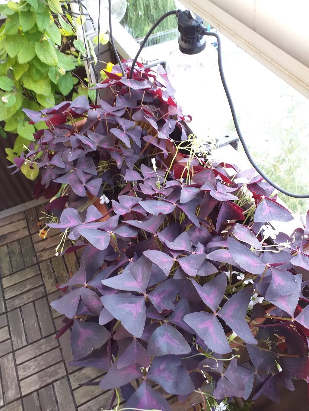 Lägenhetsbyte - Hornsgatan 153