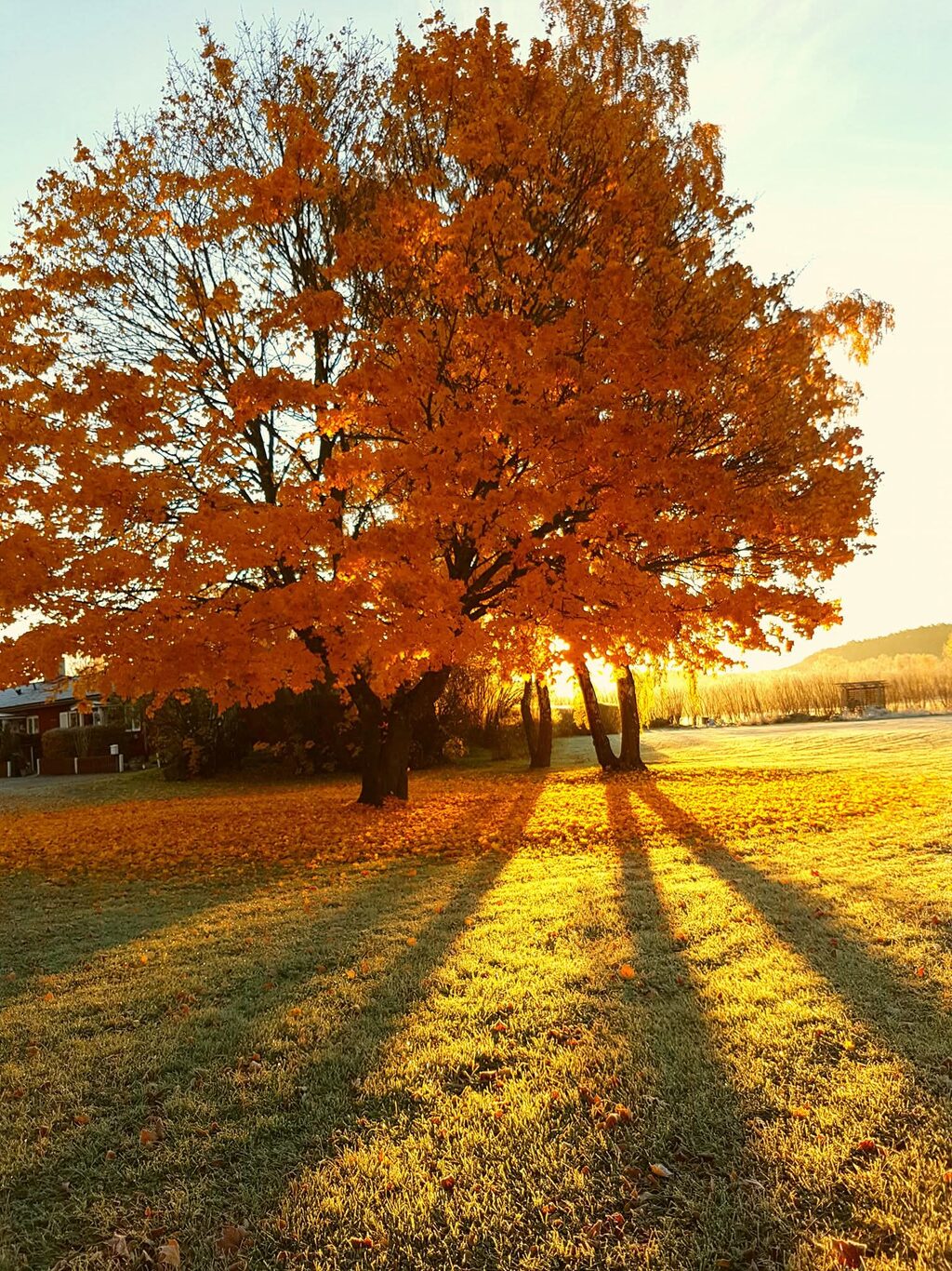 Lägenhetsbyte - Hamringevägen